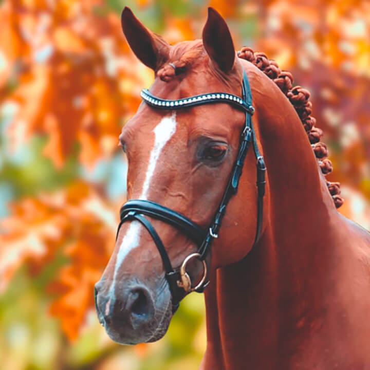 La Dolfina Jumping, Casallco