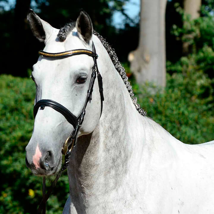La Dolfina Jumping, Chacoon Blue