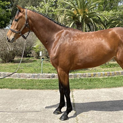 La Dolfina Conthachica