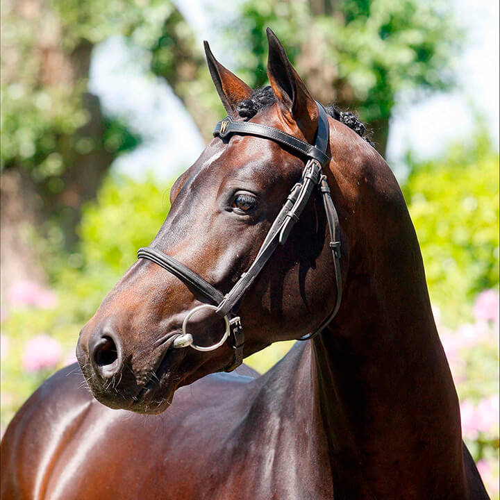 La Dolfina Jumping, Casallco