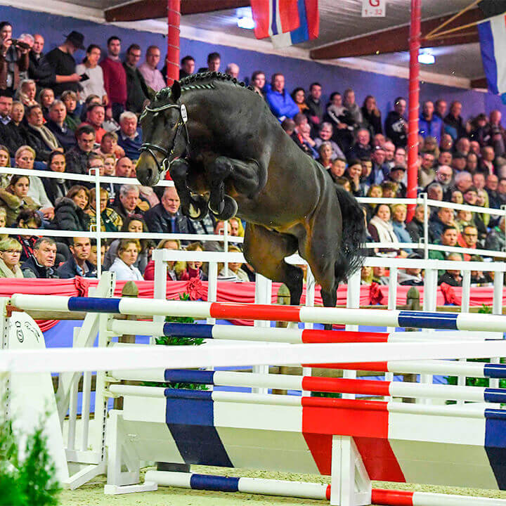 La Dolfina Jumping, Casallco
