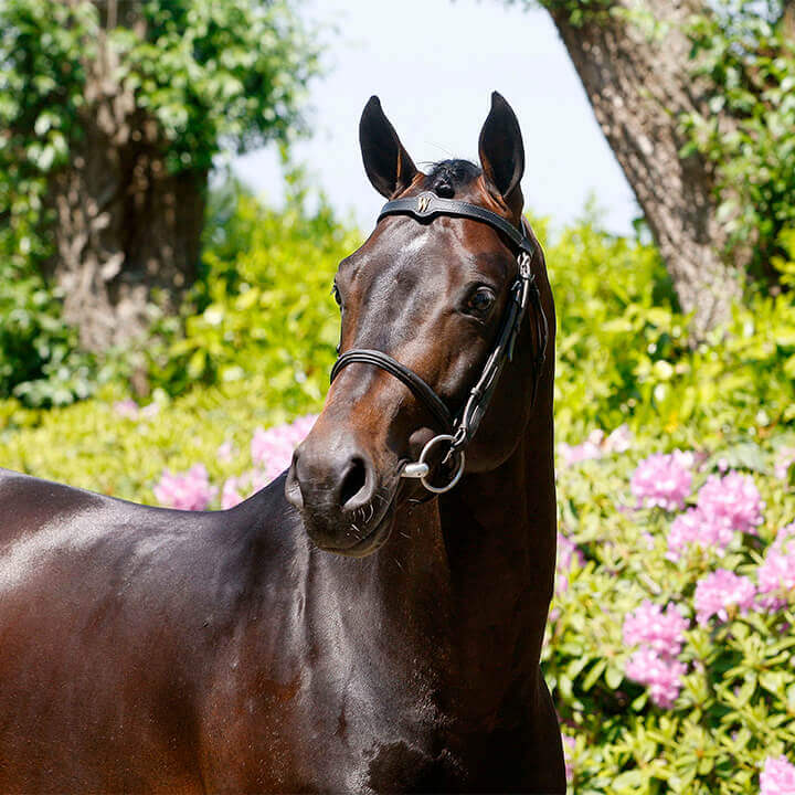 La Dolfina Jumping, Casallco