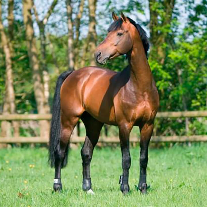 La Dolfina Jumping, Casallco